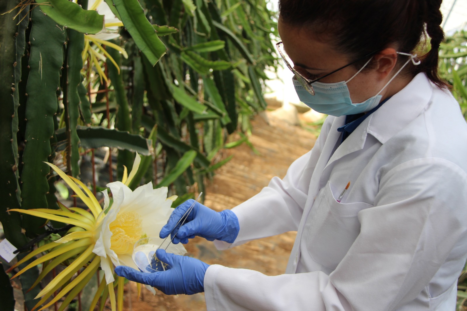 La polinización como punto clave en la obtención de frutos en pitaya »  Centro Tecnológico Tecnova